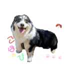 毎日使える可愛いコーギー2（個別スタンプ：4）