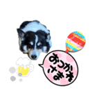 毎日使える可愛いコーギー2（個別スタンプ：5）