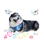 毎日使える可愛いコーギー2（個別スタンプ：7）