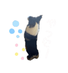 毎日使える可愛いコーギー2（個別スタンプ：9）