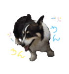 毎日使える可愛いコーギー2（個別スタンプ：11）