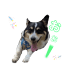 毎日使える可愛いコーギー2（個別スタンプ：13）