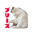 ぷぷぽぽ2023（個別スタンプ：8）