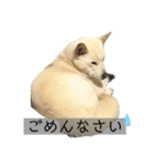 表情豊かなラックのスタンプ（個別スタンプ：9）