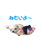 マルチワのとろろのスタンプ（個別スタンプ：1）