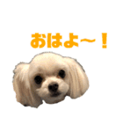 マルチワのとろろのスタンプ（個別スタンプ：16）