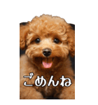 【いろんなAI犬】笑顔で謝罪♪（個別スタンプ：21）