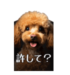 【いろんなAI犬】笑顔で謝罪♪（個別スタンプ：22）