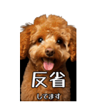 【いろんなAI犬】笑顔で謝罪♪（個別スタンプ：24）