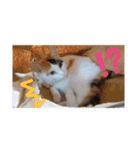 うちのにゃん's 5（個別スタンプ：1）