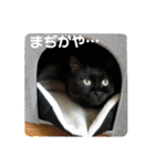 うちのにゃん's 5（個別スタンプ：3）