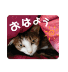 うちのにゃん's 5（個別スタンプ：10）