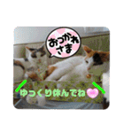 うちのにゃん's 5（個別スタンプ：15）