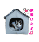 うちのにゃん's 5（個別スタンプ：16）