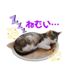 うちのにゃん's 5（個別スタンプ：28）