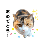 うちのにゃん's 5（個別スタンプ：34）