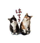 きょうだい猫ハチとミツのスタンプ（個別スタンプ：1）