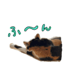 きょうだい猫ハチとミツのスタンプ（個別スタンプ：2）