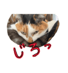 きょうだい猫ハチとミツのスタンプ（個別スタンプ：4）