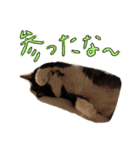 きょうだい猫ハチとミツのスタンプ（個別スタンプ：6）
