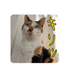 きょうだい猫ハチとミツのスタンプ（個別スタンプ：7）