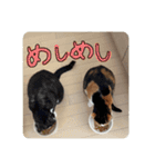 きょうだい猫ハチとミツのスタンプ（個別スタンプ：9）