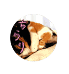 きょうだい猫ハチとミツのスタンプ（個別スタンプ：10）