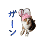 きょうだい猫ハチとミツのスタンプ（個別スタンプ：11）