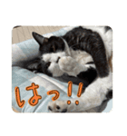 きょうだい猫ハチとミツのスタンプ（個別スタンプ：12）