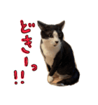 きょうだい猫ハチとミツのスタンプ（個別スタンプ：13）