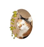 きょうだい猫ハチとミツのスタンプ（個別スタンプ：14）