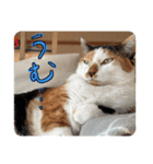 きょうだい猫ハチとミツのスタンプ（個別スタンプ：15）