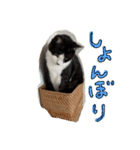 きょうだい猫ハチとミツのスタンプ（個別スタンプ：16）