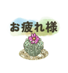 色んな多肉植物たち(日常ことば)（個別スタンプ：4）