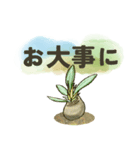 色んな多肉植物たち(日常ことば)（個別スタンプ：19）