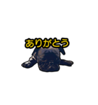 五反田のBAR敦盛の看板犬「ブッチャー」（個別スタンプ：2）