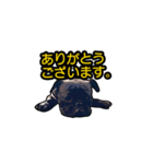 五反田のBAR敦盛の看板犬「ブッチャー」（個別スタンプ：7）