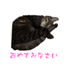 トラキチスタンプ第1弾（個別スタンプ：6）