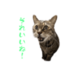 トラキチスタンプ第1弾（個別スタンプ：10）
