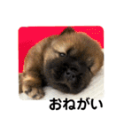 チャウチャウびより7❤️オール子犬編（個別スタンプ：1）