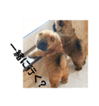 チャウチャウびより7❤️オール子犬編（個別スタンプ：2）