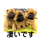 チャウチャウびより7❤️オール子犬編（個別スタンプ：3）