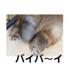 チャウチャウびより7❤️オール子犬編（個別スタンプ：4）