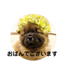 チャウチャウびより7❤️オール子犬編（個別スタンプ：5）