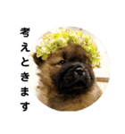 チャウチャウびより7❤️オール子犬編（個別スタンプ：6）