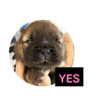 チャウチャウびより7❤️オール子犬編（個別スタンプ：8）