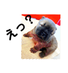 チャウチャウびより7❤️オール子犬編（個別スタンプ：10）