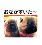 チャウチャウびより7❤️オール子犬編（個別スタンプ：11）
