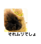 チャウチャウびより7❤️オール子犬編（個別スタンプ：12）