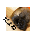 チャウチャウびより7❤️オール子犬編（個別スタンプ：14）